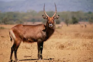 Waterbucks: Waterbuck