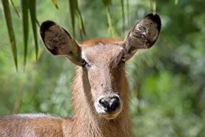 Waterbucks: Waterbuck