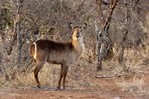 Waterbucks: Waterbuck