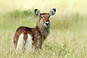 Waterbuck: Waterbuck