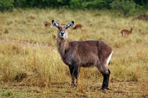 Waterbuck: Waterbuck