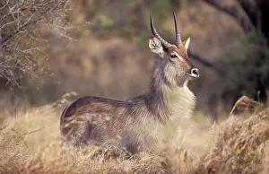 Waterbucks: Waterbuck - Adult male