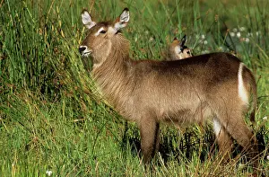 Ingrid Van Den Berg: WATERBUCK - female, sideview, standing in grass