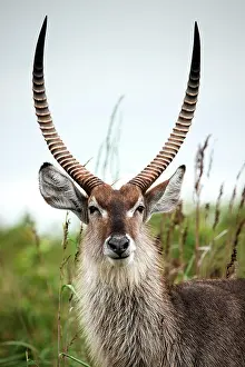 Waterbuck: Waterbuck (Kobus ellipsiprymnus), animal portrait