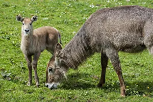 Graze: Waterbuck (Kobus ellipsiprymnus) female with calf