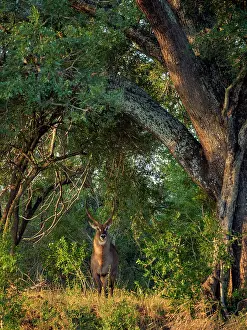 Transborder: Waterbuck (Kobus ellipsiprymnus) male in riverine
