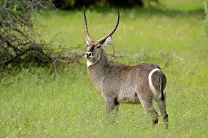 Waterbucks: Waterbuck - male individual in grass savannah