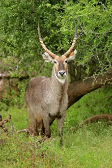 Waterbucks: Waterbuck - male individual standing in acacia grove
