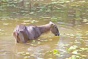Waterbucks: Waterbuck - In pool