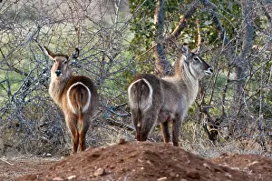 Waterbucks: Waterbuck - rear view of two animals