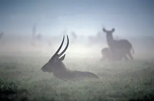 Waterbucks: Waterbuck - resting, with dawn mist