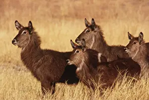 Waterbuck: WATERBUCK - x four, standing in long grass