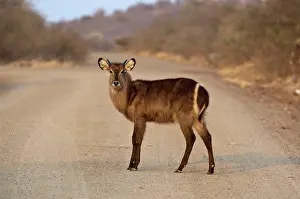 Waterbucks: Waterbuck - young male standing in road