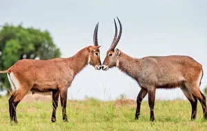 Therapsida: Two Waterbucks (Kobus ellipsiprymnus) are standi