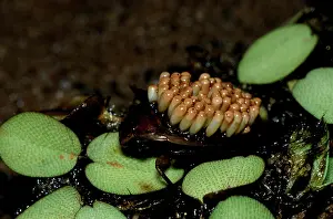 Bahaviour: Waterbug - male with eggs on its back