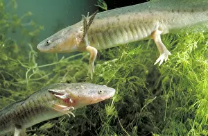 Ambystomatidae: Waterdogs