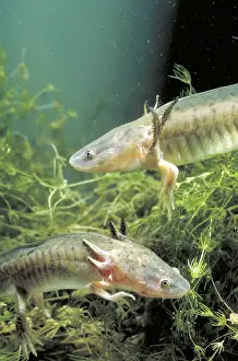 Ambystomatidae: Waterdogs