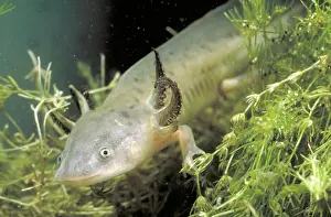 Ambystomatidae: Waterdogs