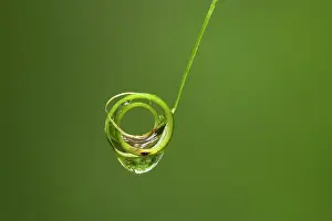 Rolled: Waterdrop - water caught on a rolled-up leaf of