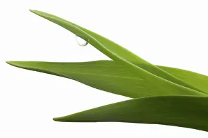 Stems: Tulip