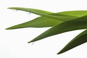 Stems: Tulip