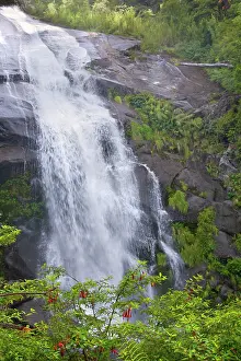 Fuchsia: Waterfall - and flowering Hardy Fuchsia in Valdivian