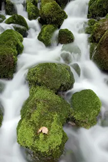 Slow: Waterfall in forest with leave on rock