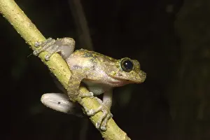 Nannotis: Waterfall frog