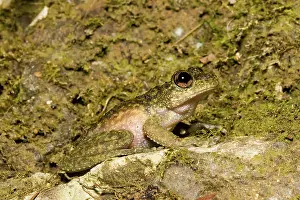 Nannotis: Waterfall frog