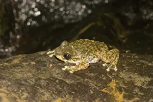Nannotis: Waterfall frog