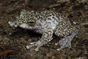 Litoria: Waterfall Frog