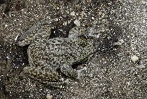 Litoria: Waterfall Frog