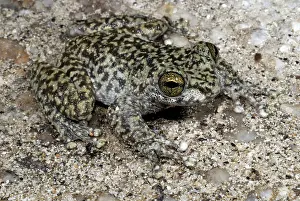 Litoria: Waterfall Frog