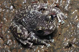 Litoria: Waterfall Frog (Litoria nannotis)