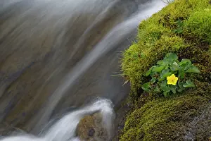 Caltha: Waterfall with Kingcup (Caltha palustris)