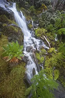 Albertine: Waterfall at Mount Stanley, Ruwenzori, Uganda