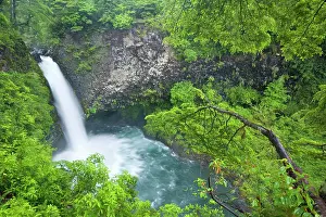 Valdivian: Waterfall in rainforest - on the Palguin River