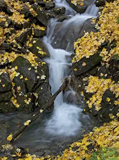 Sycamores: Waterfall in sycamore woodland. Autumn