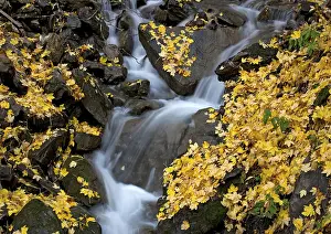 Sycamores: Waterfall in sycamore woodland. Autumn