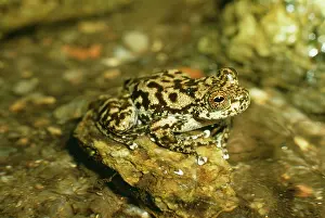 Torrent: Waterfall / Torrent Frog