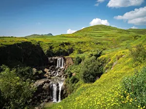 Semien: Waterfall in yellow flowering meadows, Semien National P