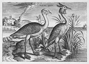 Representation: Waterfowl, copperplate engraving by Adriaen Collaert