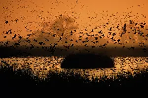 Flyway: Waterfowl flying over pond