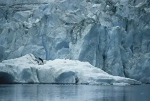 Terminal: Waterfowl and Iceberg
