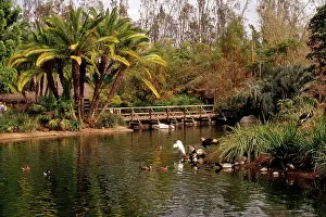 Diego: Waterfowl Pond