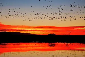 Antonio: Waterfowl on roost at sunrise, Bosque del