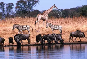 Waterholes: WATERHOLE - Wildebeest / Gnu, Zebra, Giraffe drinking