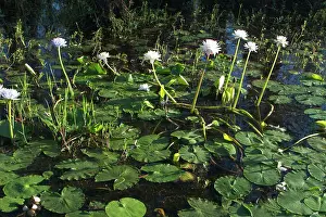 Waterlilies: Waterlilies