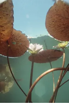 Elizabeth Bomford: WATERLILIES - from beneath and underwater