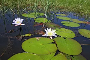 Nouchali: Waterlily
